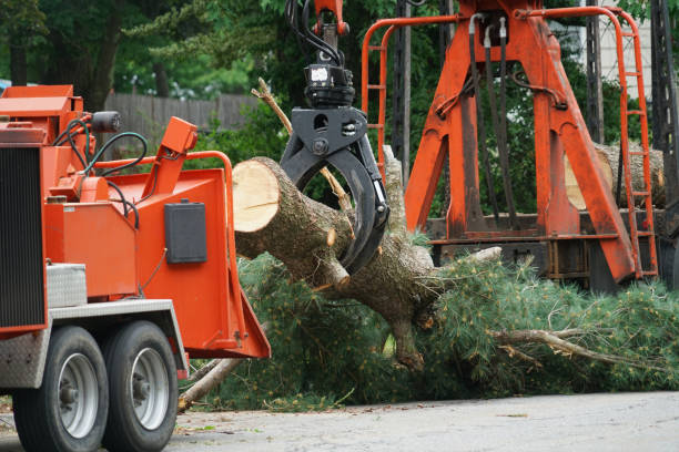 Tree Removal for Businesses in Fort Clark Springs, TX